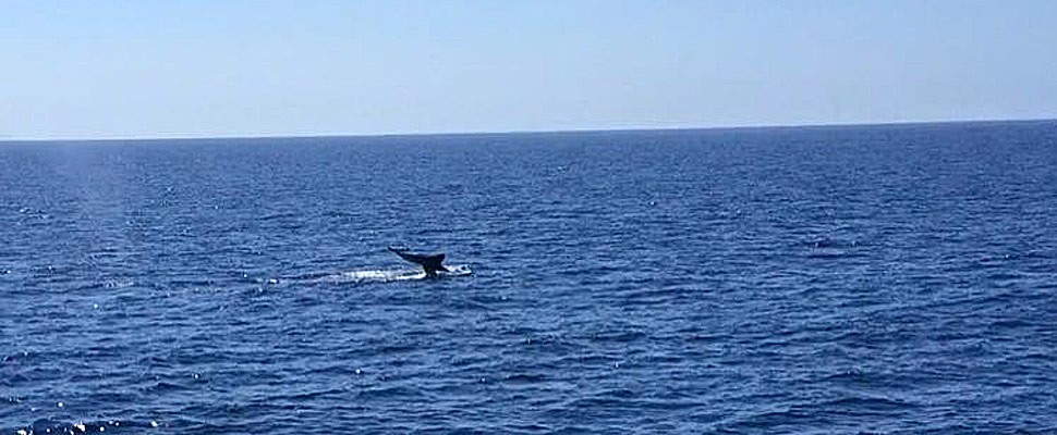 Whale watching in San Diego