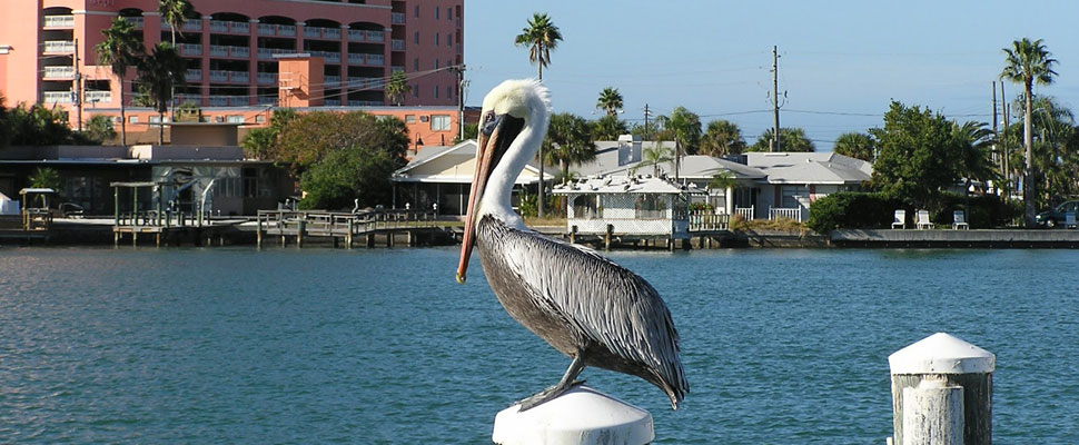 Pelican at Clearwater