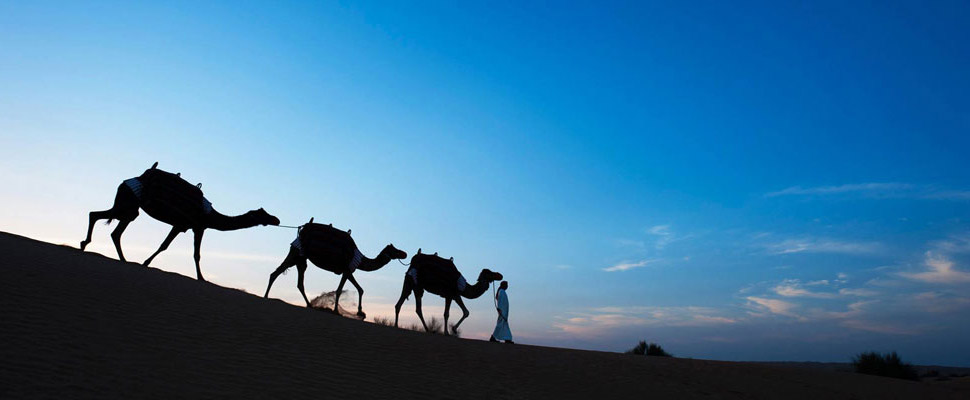 Camels in the desert