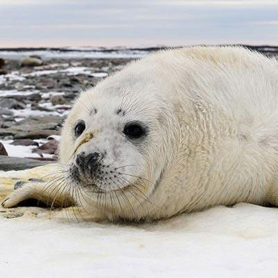Wildlife of Atlantic Canada